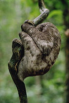 Pale-throated Three-toed Sloth (Bradypus tridactylus) sleeping in tree, Amazon ecosystem, Brazil