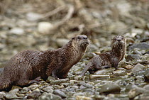 North American River Otter (Lontra canadensis) mother and baby, North America