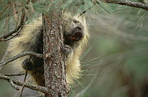 Common Porcupine (Erethizon dorsatum) climbing tree, North America