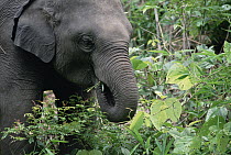 Asian Elephant (Elephas maximus) feeding on rainforest vegetation, India
