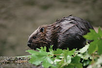 American Beaver (Castor canadensis) portrait with green leaves, North America