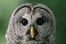 Barred Owl (Strix varia) portrait, North America