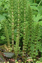 Field Horsetail (Equisetum arvense) among other various vegetation, Pacific coast, North America