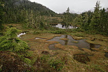 Stunted Muskeg forest, temperate rainforest, Tongass National Forest, southeast Alaska
