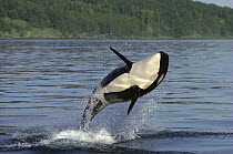 Orca (Orcinus orca) breaching, Inside Passage, Alaska