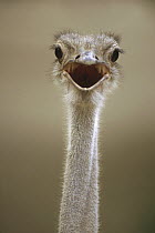 Ostrich (Struthio camelus) female calling, east Africa