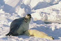 Harp Seal (Phoca groenlandicus) mother nursing pup, marine eastern North America