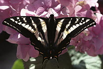 Tiger Swallowtail (Papilio glaucus) butterfly perching on pink flowers, North America