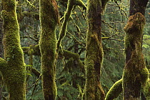 Bigleaf Maple (Acer macrophyllum) trunks in temperate rainforest, western North America