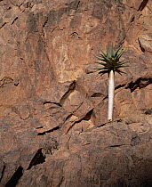 Quiver Tree (Aloe dichotoma) growing on rocky ledge, Namib-Naukluft National Park, Namibia