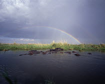 Hippopotamus (Hippopotamus amphibius) group soaking in Linyanti River, with rainbow in the background, Moremi Wildlife Reserve, Botswana