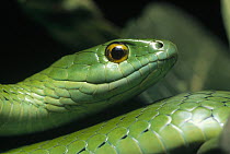 Natal Green Snake (Philothamnus natalensis) portrait, Ndumo Game Reserve, South Africa
