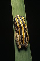 Painted Reed Frog (Hyperolius marmoratus) on leaf, Ndumo Game Reserve, South Africa
