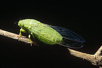 Bornean cicada at night, Kinabatangan River, Borneo