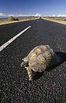 Leopard Tortoise (Geochelone pardalis) on paved road, South Africa