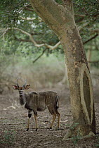 Nyala (Tragelaphus angasii) male standing under a tree, Ndumo Game Reserve, South Africa