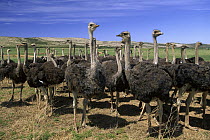 Ostrich (Struthio camelus) females in large commercial farm, near Kruldfontein, western South Africa