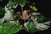 Rain Spider (Palystes sp) on leaf, Ndumo Game Reserve, South Africa