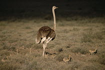 Ostrich (Struthio camelus) father with chicks, Karoo National Park, western South Africa