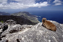 Rock Hyrax (Procavia capensis) resting on rock, Table Mountain, Cape Town, South Africa