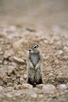 African Ground Squirrel (Xerusinauris sp) standing at burrow entrance, Etosha National Park, Namibia