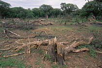 African Elephant (Loxodonta africana) damage to false balsa forest, Mosi Oa Tunya National Park, Zambia