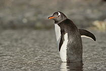 Gentoo Penguin (Pygoscelis papua) wading through shallow water, Half Moon Island, Antarctica Peninsula, Antarctica