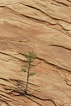Tree clinging to sandstone formation in slickrock country, Zion National Park, Utah