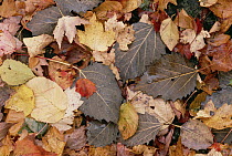 Fall leaves on forest floor, eastern hardwood forest, Allegheny National Forest, Pennsylvania