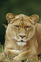 African Lion (Panthera leo) female portrait, Masai Mara National Reserve, Kenya
