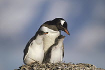 Gentoo Penguin (Pygoscelis papua) parent with two chicks on nest, Antarctica Peninsula, Antarctica