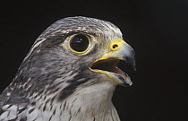 Gyrfalcon (Falco rusticolus) portrait, North America