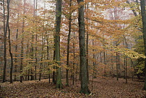 Fall colors in eastern hardwood forest, Catoctin Mountain Park, Maryland