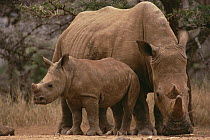 White Rhinoceros (Ceratotherium simum) mother with calf, Lewa Wildlife Conservancy, Kenya