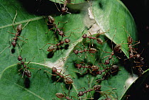 Weaver Ant (Oecophylla longinoda) colony weaving nest from water berry leaves, Maputaland Coastal Forest Reserve, South Africa