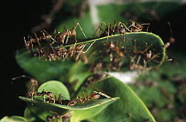 Weaver Ant (Oecophylla longinoda) colony weaving nest from Water Berry (Syzygium cordatum) leaves, Maputaland Coastal Forest Reserve, South Africa
