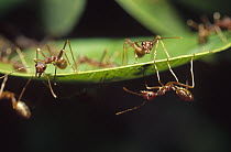Weaver Ant (Oecophylla longinoda) workers on Water Berry (Syzygium cordatum) leaves, Maputaland Coastal Forest Reserve, South Africa