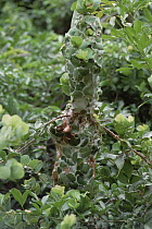 Weaver Ant (Oecophylla longinoda) nest woven from water berry leaves, Maputaland Coastal Forest Reserve, South Africa