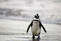 Black-footed Penguin (Spheniscus demersus) molting on the beach, Cape of Good Hope, South Africa