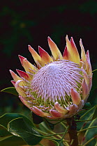 King Protea (Protea cynaroides) bract and flower, native to South Africa