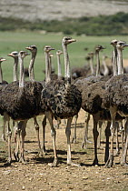 Ostrich (Struthio camelus) group in large commercial farm near Kkruldfontein, western South Africa