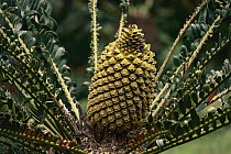 Albany Cycad (Encephalartos latifrons) cone, Kirstenbosch Garden, South Africa