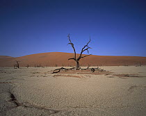 Camelthorn (Alhagi maurorum) snag on desert pan, Namib-Naukluft National Park, Namibia