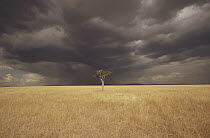 Whistling Thorn (Acacia drepanolobium) trees in open grasslands, Masai Mara National Reserve, Kenya