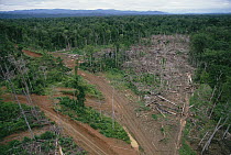Logging road and erosion in lowland tropical rainforest east of Aird River Delta, Kikori Basin, Papua New Guinea