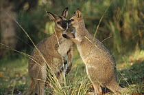 Whiptail Wallaby (Macropus parryi) affectionate pair, southeast Australia