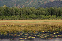American Beaver (Castor canadensis) pond with water lilies and forest, Chugach National Forest, Alaska