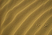 Bird tracks in sand dune, Coral Pink Sand Dunes State Park, southern Utah