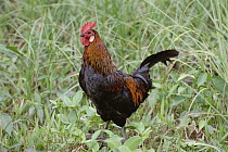 Domestic Chicken (Gallus domesticus) rooster, North America