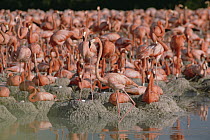 Greater Flamingo (Phoenicopterus ruber) nesting colony with mud nests, Inagua National Park, Bahamas